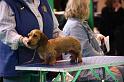 Crufts2011_2 598